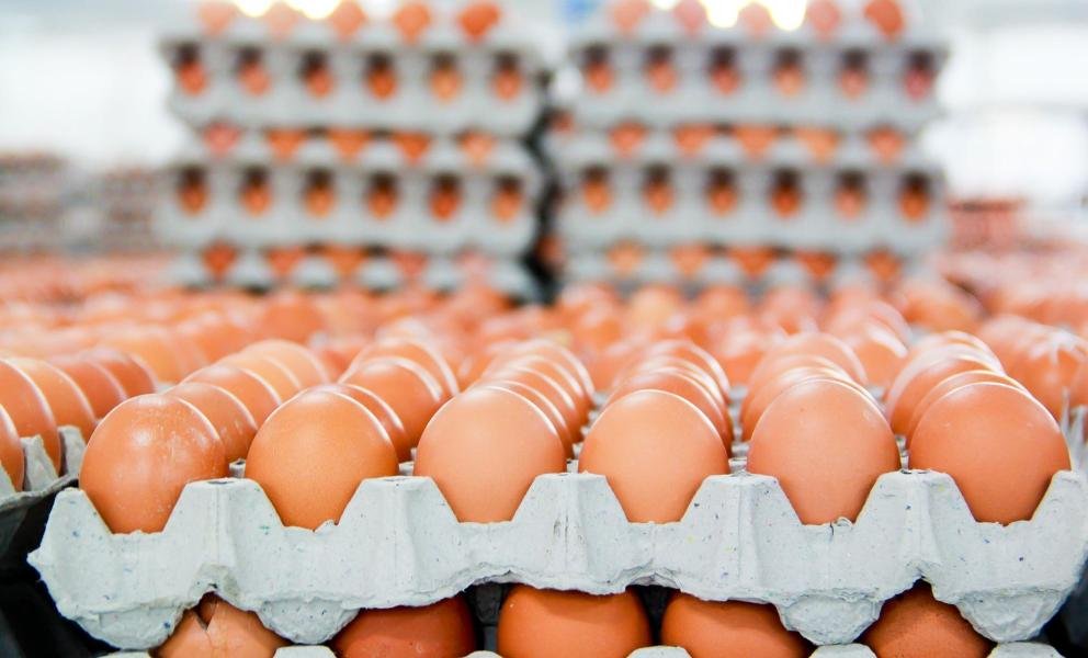 الكويت.. تغريم 12 جمعية تعاونية لتحكمها في عرض وبيع البيض